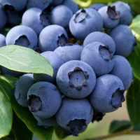 Голубика высокорослая Spartan, Vaccinium corymbosum Spartan, Голубика высокорослая Спартан