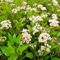 Пузыреплодник калинолистный Little Greeny, Physocarpus opulifolius Little Greeny, Пузыреплодник калинолистный Литлл Грини