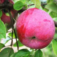 Яблоня Брянское алое С7,5, Malus, Яблоня Брянское алое