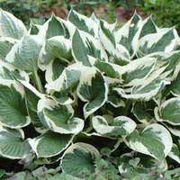 Хоста Patriot, Hosta Patriot, Хоста Патриот