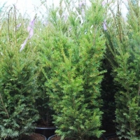 Тисс ягодный Soveny, Taxus baccata Soveny, Тисс ягодный Совени