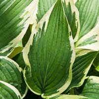 Хоста Antioch, Хоста Антиох, Hosta Antioch