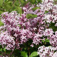 Сирень Мейера Palibin, Syringa meyeri Palibin, Сирень Мейера Палибин