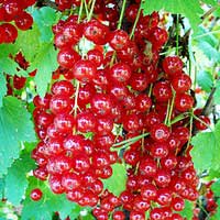 Смородина красная Натали, Ribes