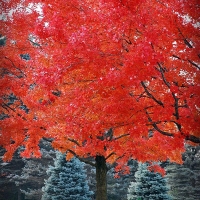 Клен красный October Glory, Acer rubrum october Glory, Клен красный Октобер Глори