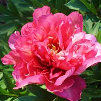 Paeonia Itoh-Hybrids Hillary, Пион ИТО-гибрид Hillary, Пион ИТО-гибрид Хиллари
