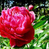 Пион молочноцветковый Red Sarah Bernhardt , Paeonia lactiflora Red Sarah Bernhardt, Пион молочноцветковый Ред Сара Бернар