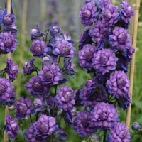 Дельфиниум Highlander Sweet Sensation, Delphinium Highlander Sweet Sensation, Дельфиниум Хайлендер Свит Сенсейшн
