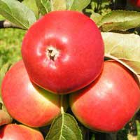 Яблоня Сябрына С7,5, Malus, Яблоня Сябрына
