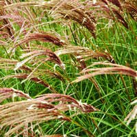 Мискантус китайский Red Chief, Miscanthus sinensis Red Chief, Мискантус китайский Ред Чиф