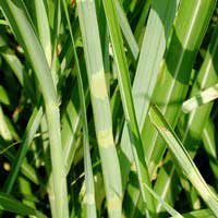 Мискантус китайский Strictus, Miscanthus sinensis Strictus, Мискантус китайский Strictus