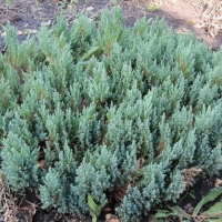Можжевельник Blue Forest, Juniperus horizontalis Blue Forest, Можжевельник Блю Форест, купить можжевельник блю форест, блю форест
