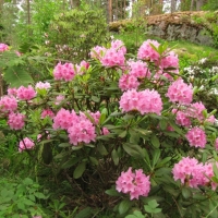 Рододендрон Helsinki University, Rhododendron Helsinki University, Рододендрон вечнозеленый гибридный Хельсинский университет