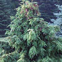 Ель обыкновенная Acrocona, Picea abies Acrocona, Ель обыкновенная Акрокона