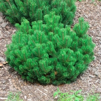 Сосна горная Мughus, Pinus mugo Мughus, Сосна горная Мугус