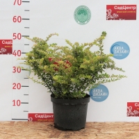 Барбарис Thunbergii Starburst, Berberis Thunbergii Starburst, Барбарис Тунберга Старбуст