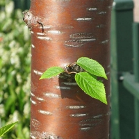 Черемуха Маака Amber Beauty, Prunus maackii Amber Beauty, Черёмуха Маака Амбер Бьюти