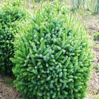 Ель сербская нана, Picea omorika Nana, купить ель сербскую, купить ель Нана, купить ель сербскую Nana