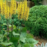 Бузульник Пржевальского,  Бузульник Пржевальского с5, Ligularia przewalskii