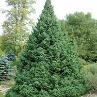 Ель сербская нана, Picea omorika Nana, купить ель сербскую, ель сербская Nana, ель Нана, ель Nana