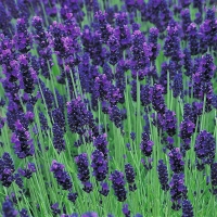 Лаванда узколистная Hidcote, Lavandula angustifolia Hidcote, Лаванда узколистная Хидкот