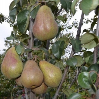 Груша Брянская красавица с7.5, Pyrus communis Bryanskaya Krasavitsa, Груша Брянская красавица