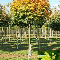 Клен остролистный Globosum, Acer platanoides Globosum, Клен остролистный Глобозум