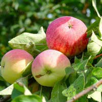 Яблоня Мелба С7,5, Malus, Яблоня Мелба