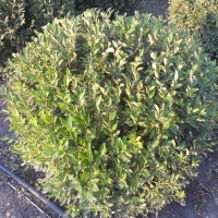 Кизильник блестящий, Cotoneaster lucidus