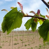 Липа мелколистная Greenspire, Tilia cordata Greenspire, Липа мелколистная Гринспайер
