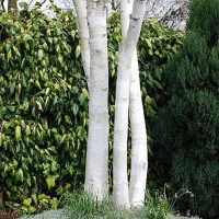 Береза полезная Doorenbos, Betula utilis Doorenbos, Берёза полезная Доренбос