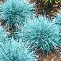 Овсяница сизая с2, Festuca cinerea, Овсяница сизая