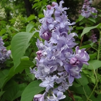 Сирень обыкновенная Небо Москвы, Syringa vulgaris Nebo Moskvy