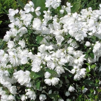 Чубушник Snowbelle, Philadelphus Snowbelle, Чубушник Сноубель