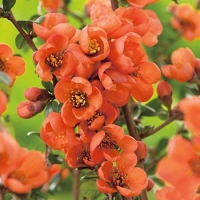 Айва японская Orange Trail с5, Chaenomeles superba Orange Trail, Айва превосходная Оранж Трэйл