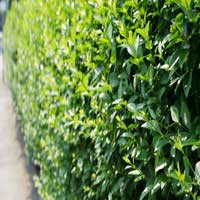 Бирючина обыкновенная Atrovirens, Ligustrum vulgare Atrovirens, Бирючина обыкновенная Атровиренс