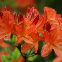 Рододендрон желтый Kosters Brilliant Red с7.5, Rhododendron Kosters Brilliant Red, Рододендрон желтый Костерc Бриллиант Красный