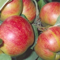 Яблоня Коричное Новое, Яблоня Коричное Новое 5/6лет, Malus Domestica Korichnoe Novoe