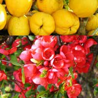 Айва японская, Chaenomeles japonica, Айва японская С5