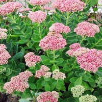 Очиток видный Karl, Sedum spectabile Karl, Очиток видный Карл