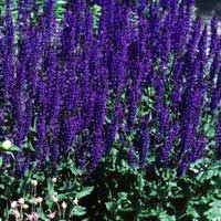 Шалфей Mainacht, Salvia Mainacht, Шалфей Майнахт