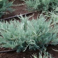 Можжевельник Грей Оул С20 Juniperus Grey Owl, Можжевельник Грей Оул, грей оул, купить Можжевельник Грей Оул, Grey Owl, Можжевельник Grey Owl