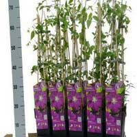 Клематис Etoile Violette, Clematis Etoile Violette, Клематис Этуаль Виолетт