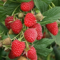 Малина Суламифь, Rubus idaeus Sulamif