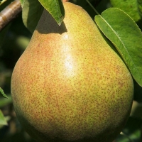 Груша Просто Мария лесная С3, Pyrus communis Prosto Maria, Груша Просто Мария лесная