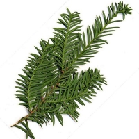 Taxus baccata, Тисс ягодный 60/70 form C25, Тисс ягодный, Тисс ягодный купить, Тисс ягодный цена