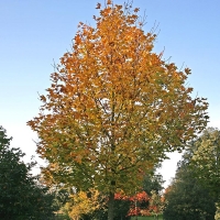 Клен остролистный Deborah 8/10, Acer platanoides Deborah, Клен остролистный Дебора