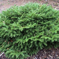 Ель Repens, Picea abies Repens, Ель обыкновенная Репенс