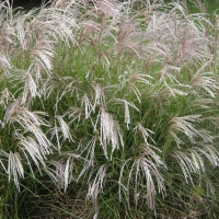 Мискантус китайский Yakushima Dwarf, Miscanthus sinensis Yakushima Dwarf, Мискантус китайский Якушима Дварф