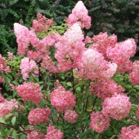 Гортензия Vanille Fraise, Hydrangea paniculata Vanille Fraise, Гортензия метельчатая Ванилла Фрейз